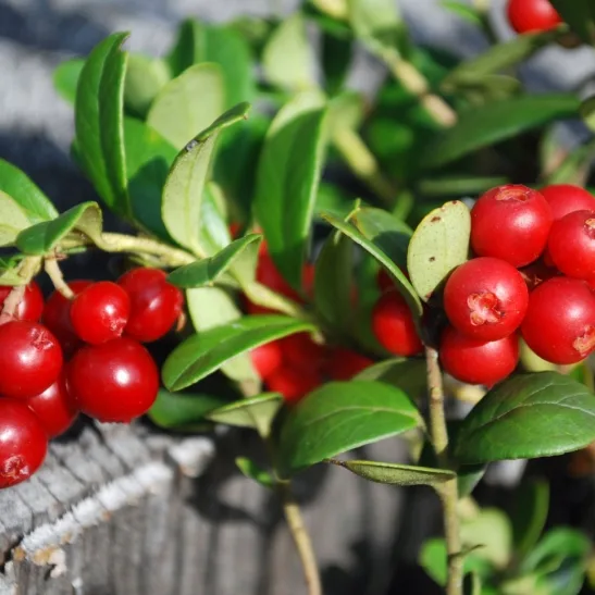 Wild cranberries